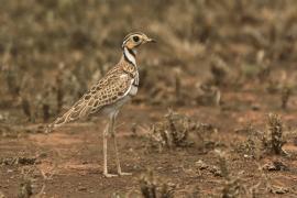 Nocobieg ozdobny - Rhinoptilus cinctus - Three-banded Courser