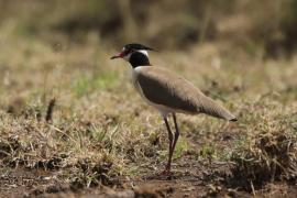 Czajka czarnoczuba - Vanellus tectus - Black-headed Lapwing