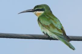 Żołna wschodnia - Merops orientalis - Green Bee-eater