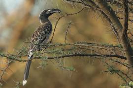 Toko nosaty - Lophoceros nasutus - African Grey Hornbill