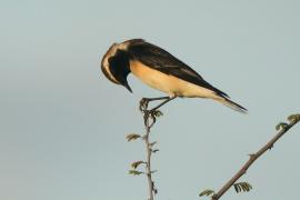 Białorzytka cypryjska - Oenanthe cypriaca - Cyprus Wheatear