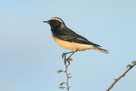 Białorzytka cypryjska - Oenanthe cypriaca - Cyprus Wheatear