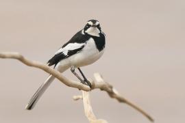 Pliszka srokata - Motacilla aguimp - African Wagtail