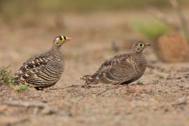 Stepówka prążkowana - Pterocles lichtensteinii - Lichtenstein's Sandgrouse