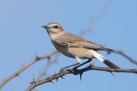 Białorzytka płowa - Oenanthe isabellina - Isabelline Wheatear