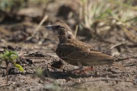 Pustynka białoucha - Eremopterix leucotis - Chestnut-backed Sparrow-Lark