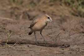 Białorzytka płowa - Oenanthe isabellina - Isabelline Wheatear