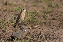 Białorzytka płowa - Oenanthe isabellina - Isabelline Wheatear