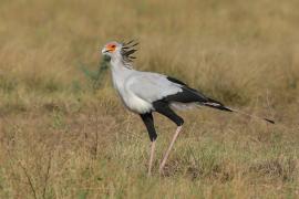 Sekretarz - Sagittarius serpentarius - Secretary-bird