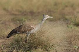 Drop arabski - Ardeotis arabs - Arabian Bustard