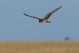 Błotniak stepowy - Circus macrourus - Pallid Harrier