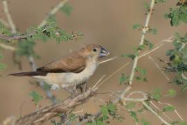 Srebrnodziobek afrykański - Euodice cantans - African Silverbill