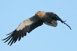 Ścierwnik - Neophron percnopterus - Egyptian Vulture