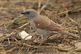 Wróbel szary - Passer swainsonii - Swainson's Sparrow