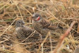 Amadyna obrożna - Amadina fasciata - Cut-throat Finch