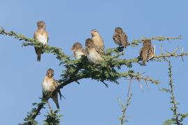 Wikłacz czerwonodzioby - Quelea quelea - Red-billed Quelea