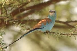 Kraska abisyńska - Coracias abyssinicus - Abyssinian Roller