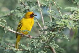 Wikłacz rdzawolicy - Malimbus galbula - Rüppell's Weaver