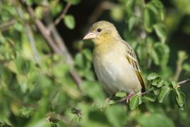 Wikłacz rdzawolicy - Ploceus galbula - Rüppell's Weaver