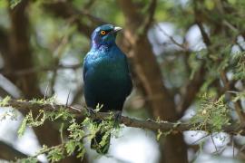 Błyszczak stalowy - Lamprotornis chalybaeus - Greater Blue-eared Starling