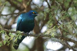 Błyszczak stalowy - Lamprotornis chalybaeus - Greater Blue-eared Starling