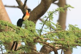 Wdówka rajska - Vidua paradisaea - Eastern Paradise Whydah