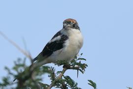 Dzierzba rudogłowa - Lanius senator - Woodchat Shrike