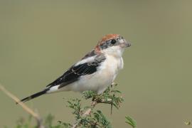 Dzierzba rudogłowa - Lanius senator - Woodchat Shrike