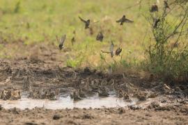 Wikłacz czerwonodzioby - Quelea quelea - Red-billed Quelea