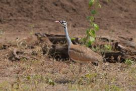 Dropik senegalski - Eupodotis senegalensis - White-bellied Bustard