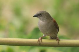 Wróbel szary - Passer swainsonii - Swainson's Sparrow