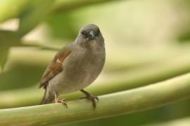 Wróbel szary - Passer swainsonii - Swainson's Sparrow