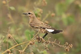 Białorzytka płowa - Oenanthe isabellina - Isabelline Wheatear