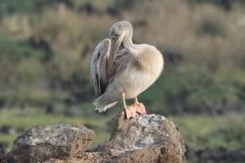 Pelikan mały - Pelecanus rufescens  - Pink-backed Pelican