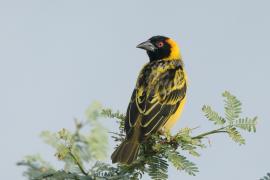 Wikłacz zmienny - Ploceus cucullatus - Village Weaver