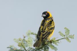 Wikłacz zmienny - Ploceus cucullatus - Village Weaver