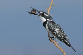 Rybaczek srokaty - Ceryle rudis - Pied Kingfisher