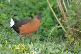 Rudowodnik - Rougetius rougetii - Rouget's Rail