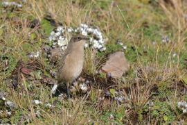 Wrzośnik - Pinarochroa sordida - Moorland Chat