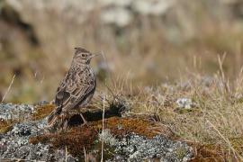Dzierlatka iberyjska - Galerida theklae - Thekla's Lark