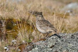 Dzierlatka iberyjska - Galerida theklae - Thekla's Lark