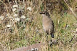 Wrzośnik - Pinarochroa sordida - Moorland Chat