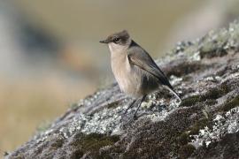 Wrzośnik - Pinarochroa sordida - Moorland Chat