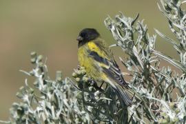 Kulczyk czarnogłowy - Serinus nigriceps - Ethiopian Siskin