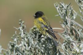 Kulczyk czarnogłowy - Serinus nigriceps - Ethiopian Siskin