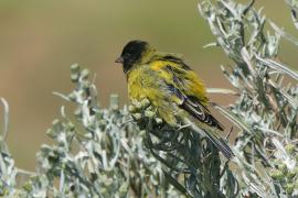 Kulczyk czarnogłowy - Serinus nigriceps - Ethiopian Siskin