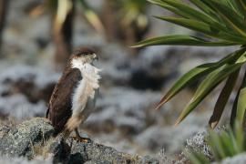 Myszołów białobrzuchy - Buteo augur - Augur Buzzard