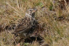 Dzierlatka iberyjska - Galerida theklae - Thekla's Lark
