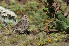 Dzierlatka iberyjska - Galerida theklae - Thekla's Lark