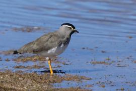 Czajka czarnogłowa - Vanellus melanocephalus - Spot-breasted Lapwing